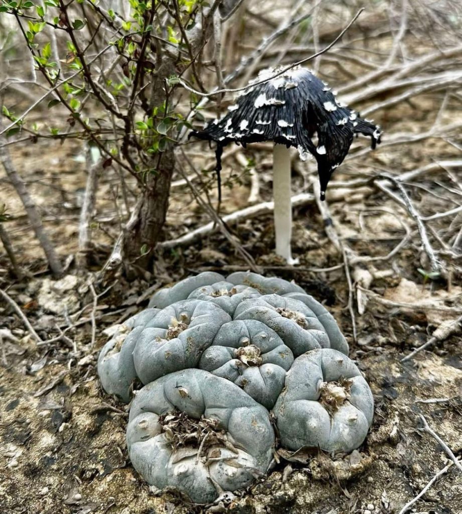 buy wild peyote cactus online