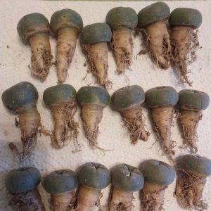 Peyote buttons